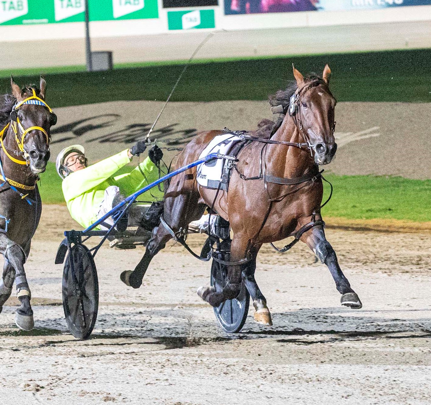 Jenkins The Five Freaks I D Select For My Super Stable Harness Racing Victoria