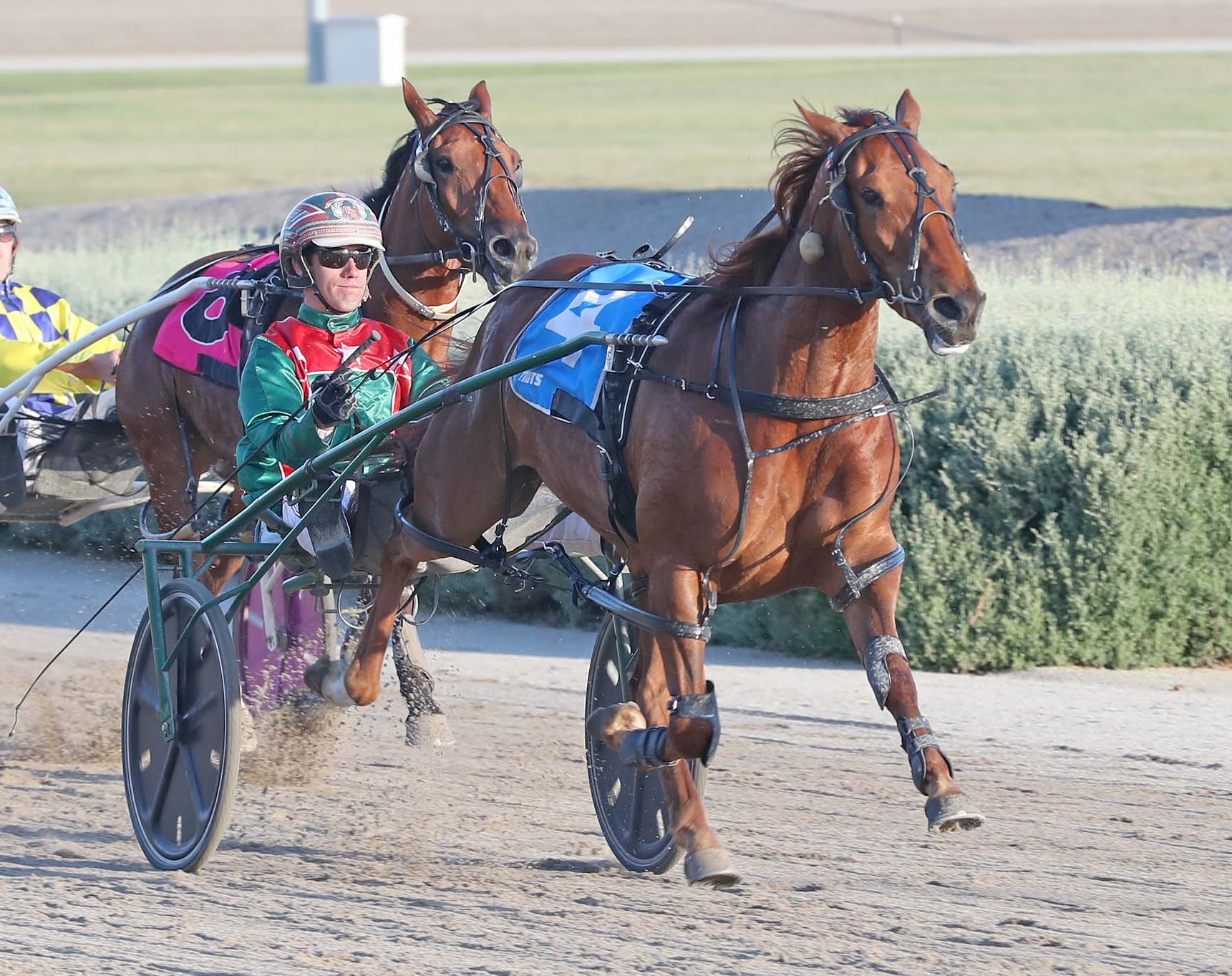 Trots Centre Big Love For Jess S Nutty Little Dude Harness Racing Victoria