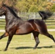 Wharton: First season sires in the spotlight in North America