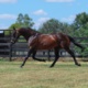 Wharton: Stallion rosters firming up for stud season in Victoria