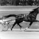 Wharton: Trotting greatness continues with Maori Miss milestone