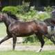 Wharton: Victoria's busiest sires of 2024/25 revealed