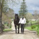 Wharton: Bettor's Delight crowned champion Australian sire