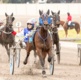 Graham: APTS finals and Maori's Idol a treat for trotting fans