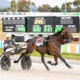 Guerin: Bolt's back, but Herlihy loses another top trotter