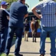 Wharton: Ton of trotters under hammer at Melbourne sale