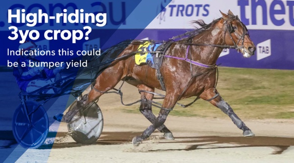 vss18-finals-deep-crop-of-3yo-colts-geldings