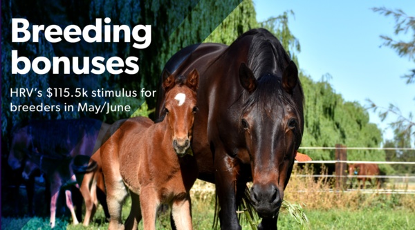 breeding-bonus-115-5k-of-certificates-may-june