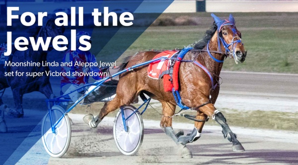 vicbred-series-trotting-divas-on-collision-course