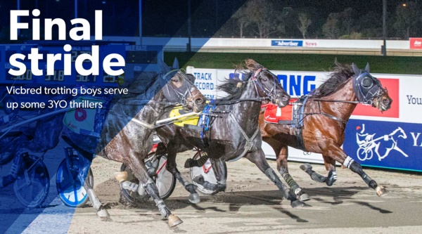 vicbred-series-little-separates-3yo-trotting-boys