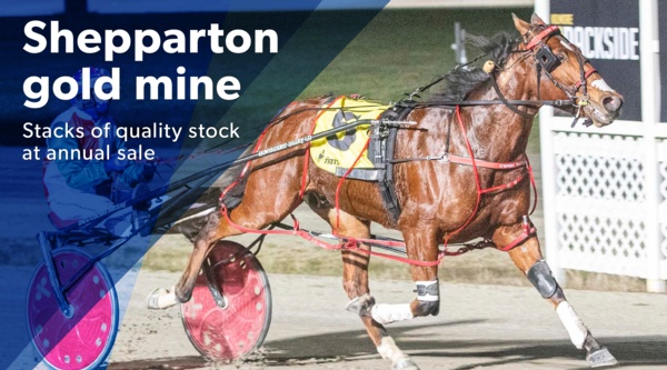 shepp-sale-quality-stock-on-offer