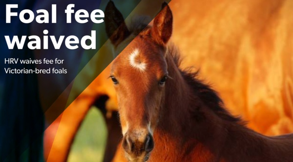 breeders-support-vic-foal-fee-waived