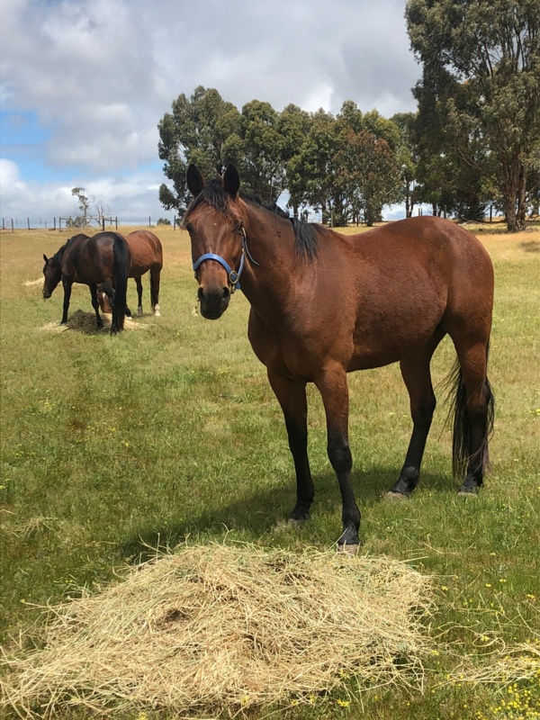 kerryn-mannings-fight-to-find-fallen-star-his-forever-home