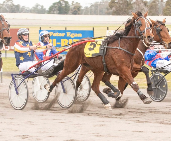 hrv-doubles-number-of-4yo-maidens-programmed-for-january