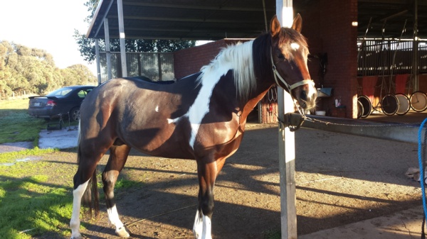 tindales-skewbald-and-son-ready-to-roll-at-ballarat-tonight