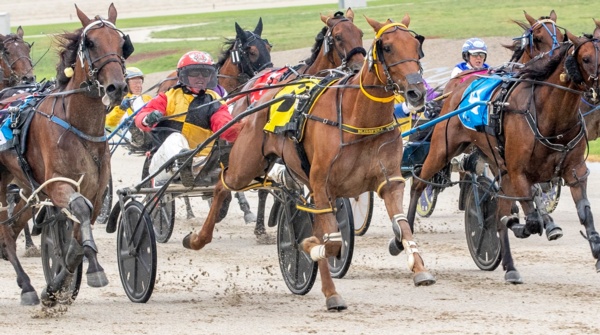 local-reinsman-chasing-blissfull-upset-at-ararat
