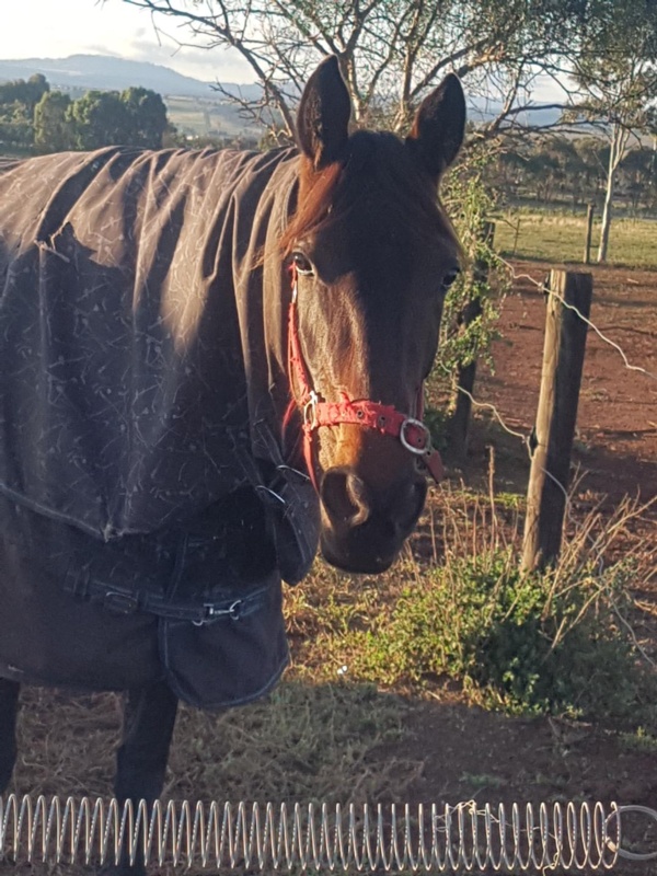 trots-centre-water-baby-no-worries-since-early-escape