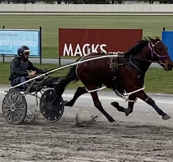 trots-centre-gerards-fresh-filly-ready-to-deliver