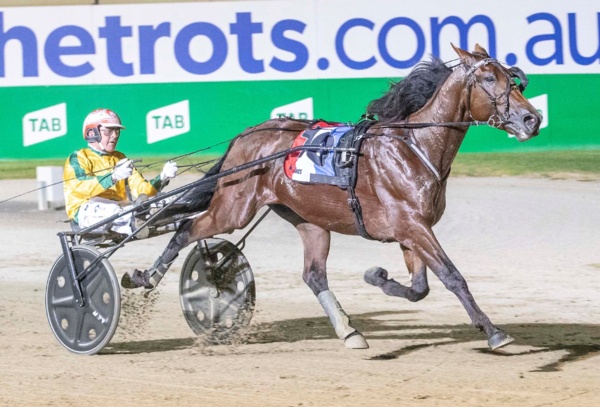trots-centre-another-trotting-alpha-to-debut-for-stewart