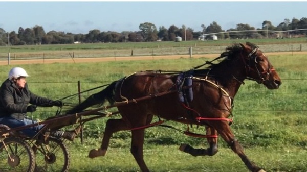 trots-centre-ros-hops-off-to-track-as-trots-return-to-echuca
