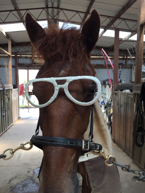 the-quinlans-gentle-star-continues-winning-ways-after-racing