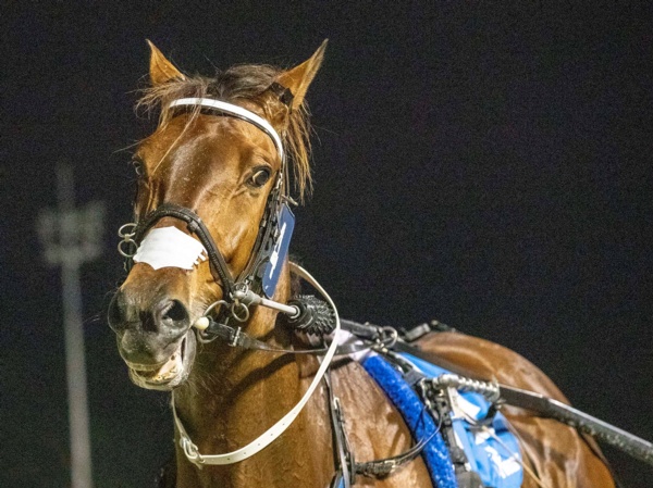 million-dollar-pacer-ready-to-cruz-into-vic-cup-tilt