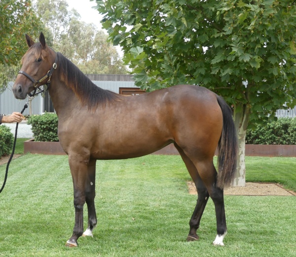 australian-bred-trotting-filly-for-2020-kentucky-yearling-sale