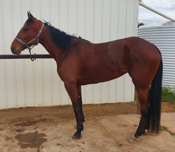 trots-centre-rothackers-mare-the-latest-in-a-long-family-line