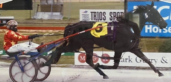 trots-centre-ricks-filly-gets-chance-to-flo-from-go-to-whoa