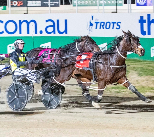 trots-centre-major-opportunity-knocks-up-north-for-kyal