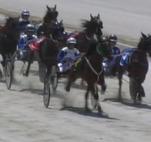 trots-centre-faye-hopeful-party-begins-at-swan-hill-tonight