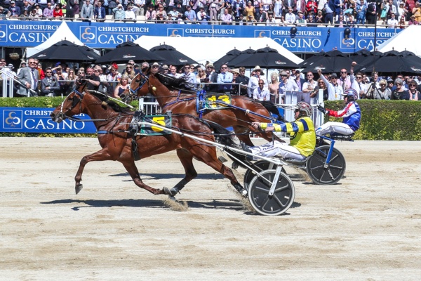 trots-centre-tough-times-behind-as-royal-trotter-returns