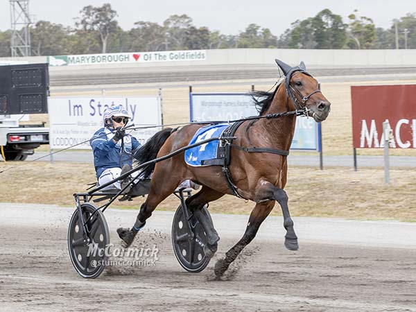 vicbred-ss-jodi-q-has-the-answers-with-vicbred-trio