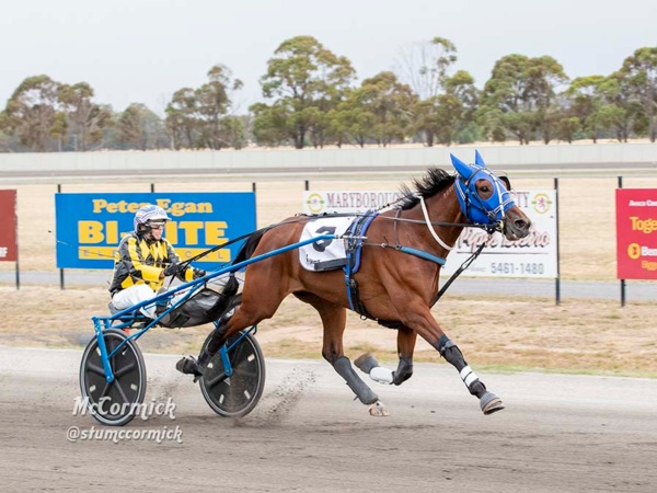 vicbred-ss-jodi-hopes-star-shines-for-the-doc