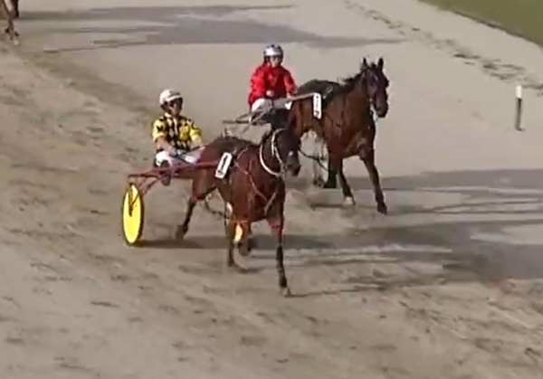 trots-centre-fred-hopes-to-fashion-another-winner