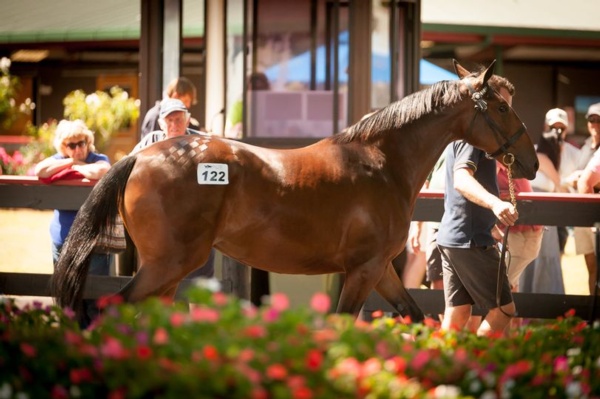 nz-bloodstock-sale-on-pause-following-covid-alert-level-rise