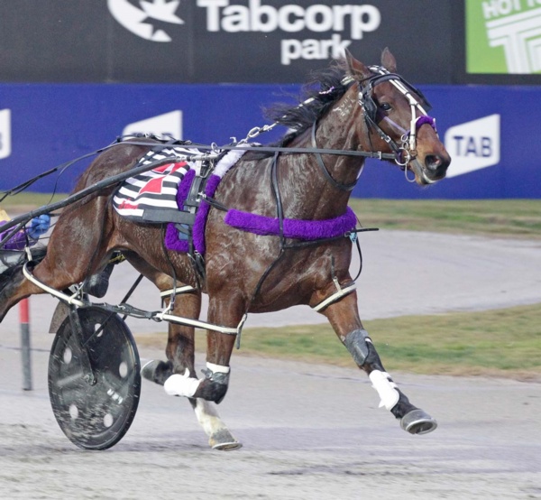 trots-centre-tassie-hope-ready-for-major-cup-tilt