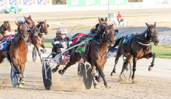 trots-centre-snoozes-mare-back-after-rough-journey