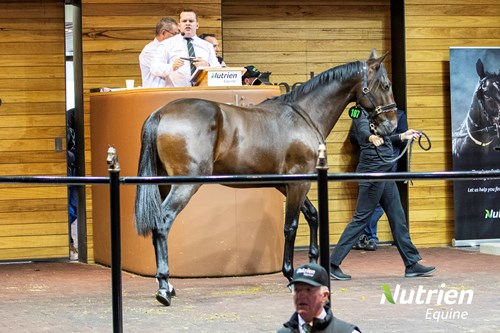 nutrien-equine-sale-millions-change-hands-as-dreams-become-reality