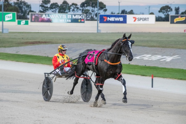 trots-centre-lee-hoping-nitro-can-regain-will-to-win