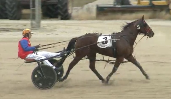 trots-centre-golden-opportunity-for-part-time-dylan