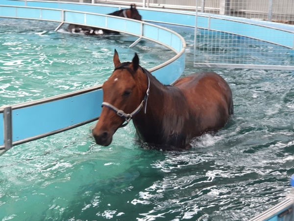ride-high-50-50-chance-of-racing-again