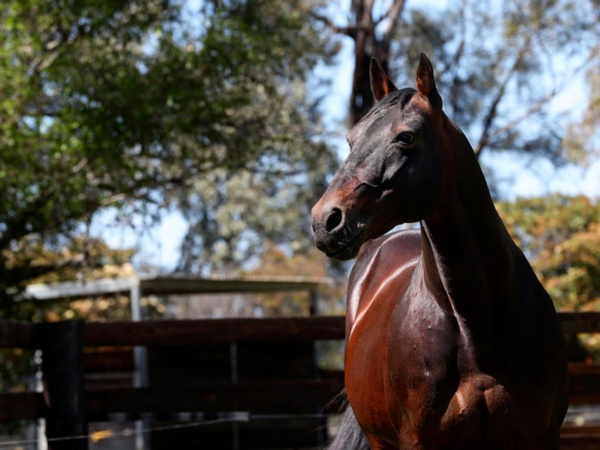 nz-sales-aussie-interest-high-at-weanling-standie-sale