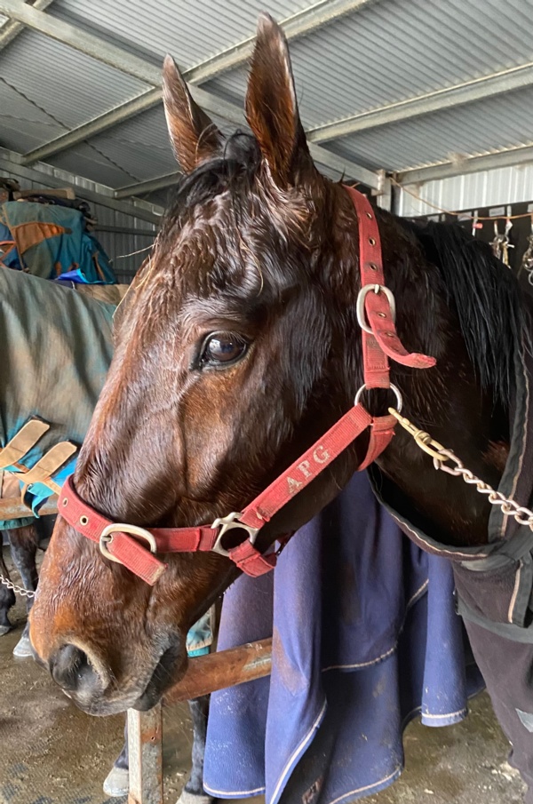 trots-centre-tindales-take-eight-year-old-maiden-in-their-stride