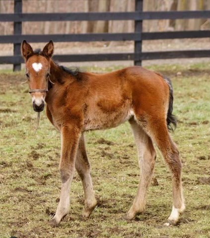 aldebaran-park-breeds-us-hambletonian-finalist