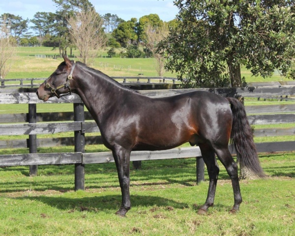 lazarus-back-home-in-new-zealand-for-stud-duties