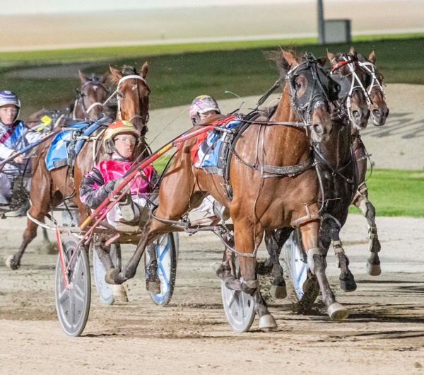 trots-centre-champs-a-chance-for-lightly-raced-bay-to-sparkle