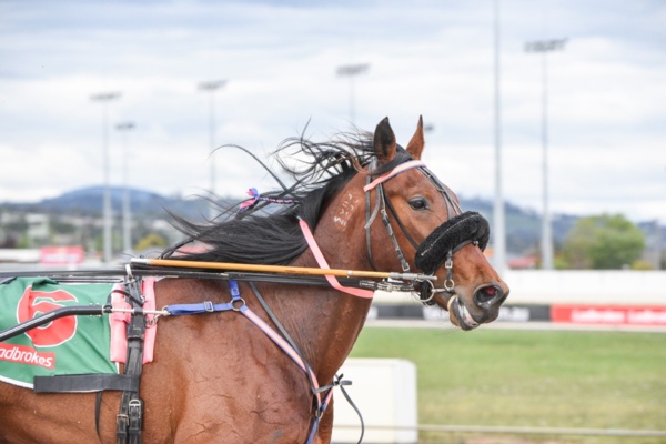 tassie-mare-out-to-make-presence-felt-in-triple-crown-clash