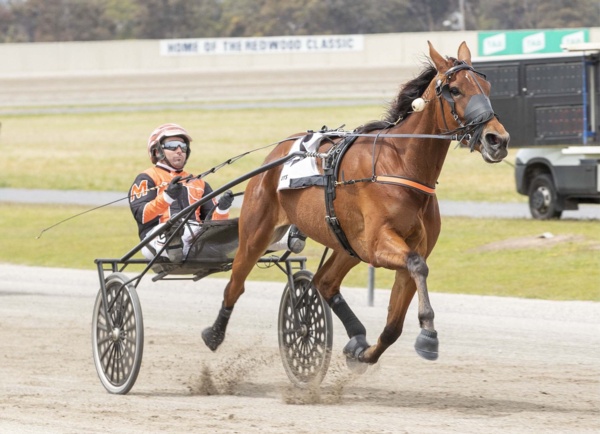 trots-review-team-morris-gets-pleasure-from-fillys-top-crown-display