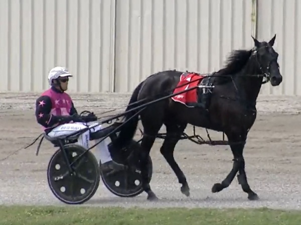 trots-review-another-fine-batch-of-stewart-fillies-emerge